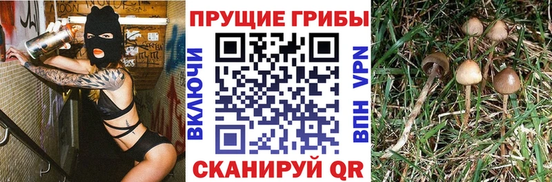 Псилоцибиновые грибы Cubensis  купить наркоту  Оренбург 